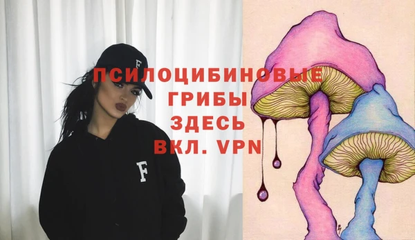 прущие грибы Медногорск